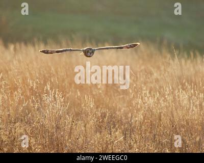 Short Eared Owl backlit in flight Asio flammeus Wallasea Island,Essex,UK BI039368 Stock Photo
