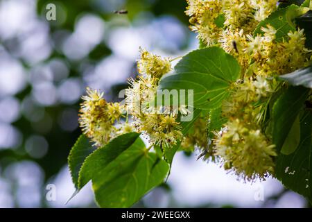 Tilia cordata linden tree branches in bloom, springtime flowering small leaved lime, green leaves in spring daylight. Stock Photo