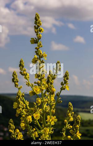 Verbascum densiflorum the well-known dense-flowered mullein. Stock Photo