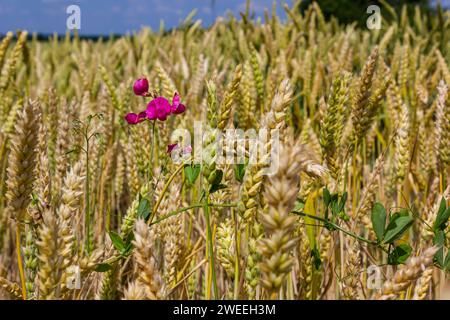 Flowering tuberous pea Lathyrus tuberosus. Stock Photo