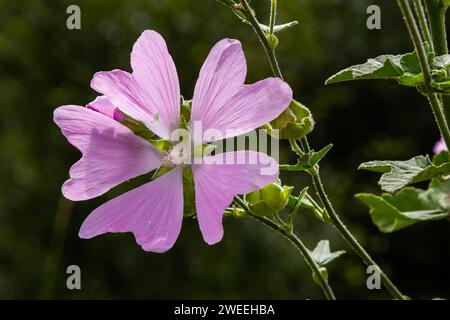 Flower close-up of Malva alcea greater musk, cut leaved, vervain or hollyhock mallow, on soft blurry green grass background. Stock Photo