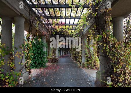 Colonnade walkway with ivy columns and fallen leaves near Centennial Hall in Wroclaw, Poland Stock Photo