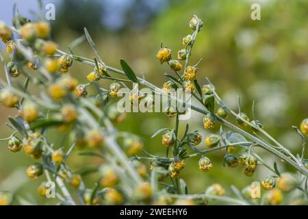 Wormwood green grey leaves with beautiful yellow flowers. Artemisia absinthium absinthium, absinthe wormwood flowering plant, closeup macro. Stock Photo