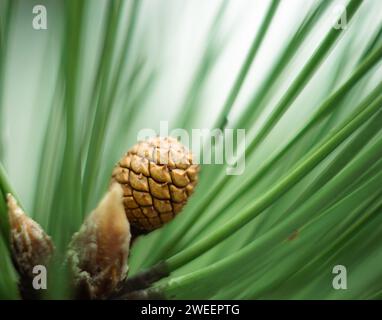 macro shot of a small cone on a pine branch in the forest Stock Photo