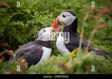 Pair of Atlantic Puffins amongst bracken foliage billing on Skomer Island, Pembrokeshire, Wales. Stock Photo