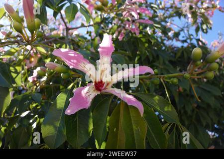 Ceiba speciosa, the floss silk tree, is a species of deciduous tree that is native to the tropical and subtropical forests of South America. Stock Photo