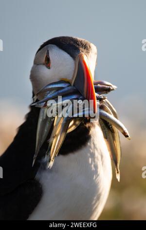 Atlantic Puffin with sand eels in beak. depth of field with clear background and space for text. Wales. Stock Photo