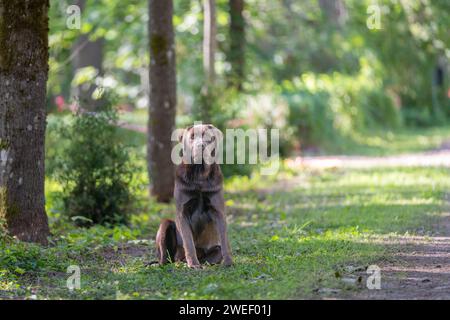 Side view of full body chocolate labrador retriever sitting and looking ahead. Stock Photo