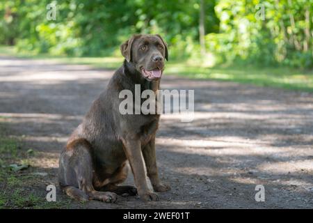 Side view of full body chocolate labrador retriever sitting and looking ahead. Stock Photo