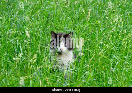 A black and white cat sits in tall green grass. Stock Photo
