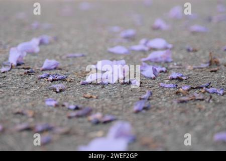 Fallen jacarandi petals on the city pavement Stock Photo