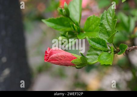 Red coloured hibiscus close-up, sunny day, without people, spring, Buenos Aires, Argentina. Stock Photo