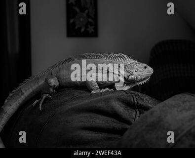 Black and white side view of green iguana Stock Photo