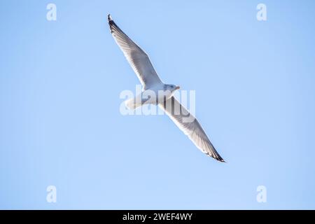 Soaring seagull with spread wings, isolated aginst a bright blue sky on a winter day in Iowa. Stock Photo