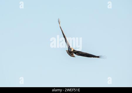 A juvenile bald eagle soars with wings in a v formation isolated against the blue sky on a winter day in Iowa. Stock Photo
