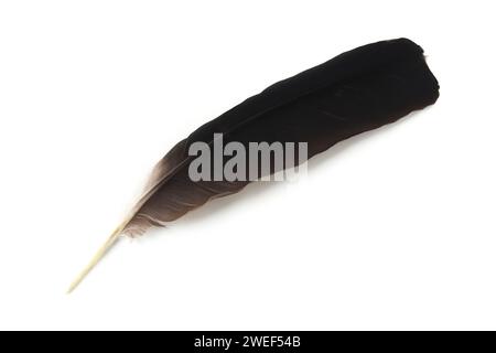 Bird feather close up isolated on white background Stock Photo