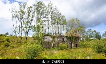 Abandoned House Overgrown With Trees And Vegetation In Chernobyl ...