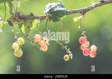 Red Currant Stock Photo