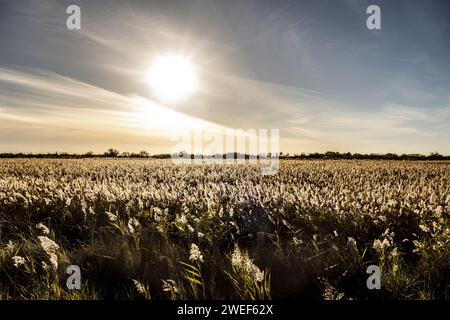 The sunlight shining through a cloudy sky illuminating a vast field Stock Photo