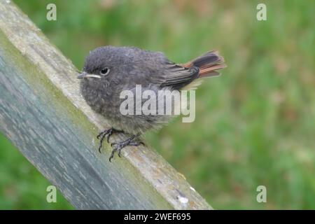 Young Black Redstart Stock Photo