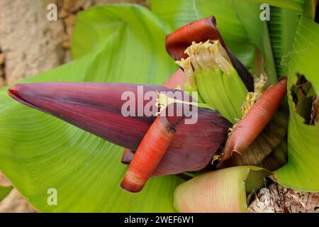 Banana plant Stock Photo
