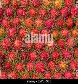 Evenly laid out rambutans. Tropical red fruit background Stock Photo