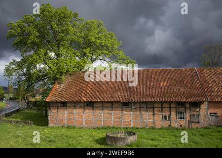 European Oak and Barn with Wooden Framework Stock Photo