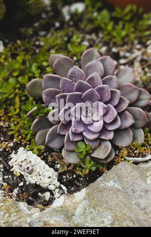 A seashell covered with barnacles next to a succulent plant in a garden on St. Pete's Beach in Florida. Stock Photo