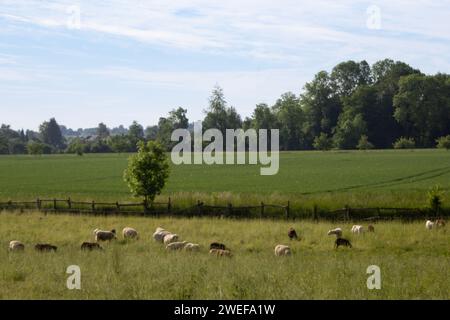 Sheep on the Meadow Stock Photo