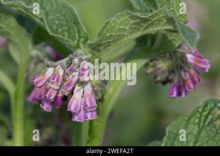 Comfrey Stock Photo