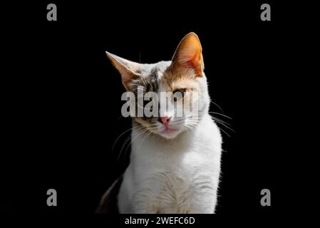 Lonely homeless cat in the street at night. On black background. Stock Photo