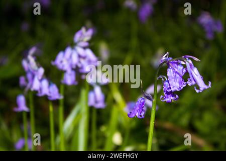 The delicate, crinkled flower of an English bluebell, with more in the background Stock Photo