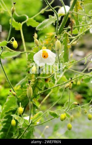White Himalayan Poppy in Annapurnas Stock Photo