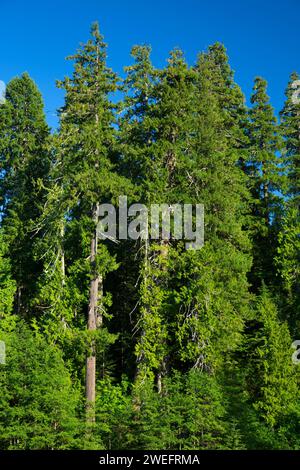 Forest along Lava Canyon Trail, Mt St Helens National Volcanic Monument, Washington Stock Photo