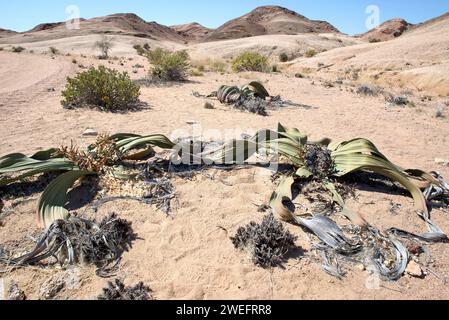 Welwitschia or tree tumbo (Welwitschia mirabilis) is a gimnosperm plant endemic to Namib Desert (Angola and Namibia). This photo was taken near Swakop Stock Photo