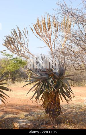 Mopane aloe (Aloe littoralis) is a perennial succulent plant native to southern Africa. This photo was taken in Namibia. Stock Photo