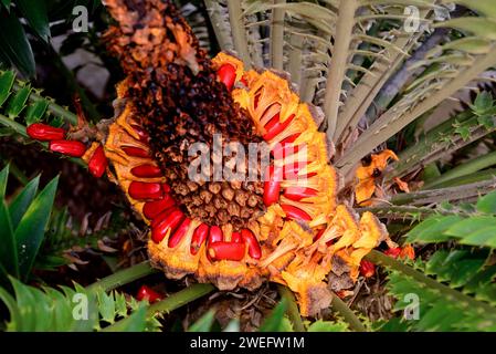 Natal cycad (Encephalartos natalensis) is a gymnosperm native to Natal Region in South Africa. Seeds detail. Stock Photo