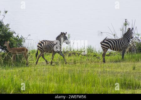 Two zebras photographed on safari in Akagera National Park in Northeastern Rwanda, Central Africa’s largest protected wetland, lake and marsh grass Stock Photo