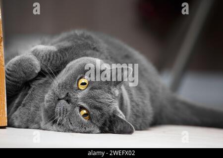 A Scottish shorthair cat with yellow eyes lies on its back and looks at the camera. A fat British cat folded its paws funnyly, lying on its side Stock Photo