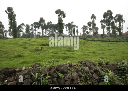 Small plot farmland in Musanze, Ruhengeri, Rwanda with unusual green grass cover and cows in the background of the farm Stock Photo