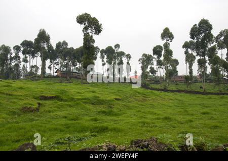 Small plot farmland in Musanze, Ruhengeri, Rwanda with unusual green grass cover and cows in the background of the farm Stock Photo