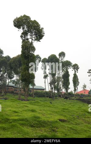 Small plot farmland in Musanze, Ruhengeri, Rwanda with unusual green grass cover and cows in the background of the farm Stock Photo