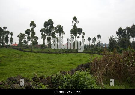 Small plot farmland in Musanze, Ruhengeri, Rwanda with unusual green grass cover and cows in the background of the farm Stock Photo