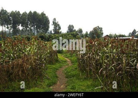 Small plot agriculture in Rwanda with sorghum growing and a small path through the two fields Stock Photo