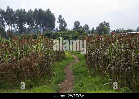 Small plot agriculture in Rwanda with sorghum growing and a small path through the two fields Stock Photo