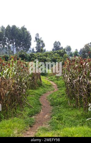 Small plot agriculture in Rwanda with sorghum growing and a small path through the two fields Stock Photo