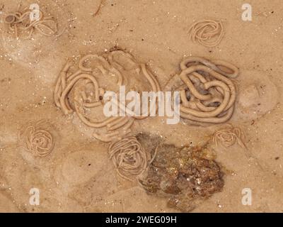 Worm casts left by the lugworm on a beach at low tide. Orkney, Scotland, UK Stock Photo