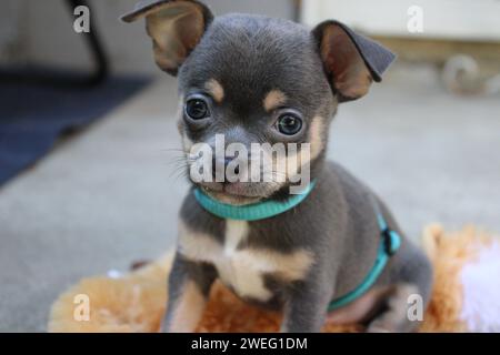 Chihuahua puppy sitting cute Stock Photo