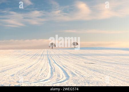 Two Trees On A Winter Horizon Stock Photo