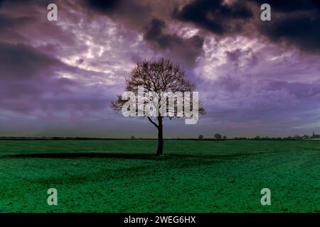 lonely tree on a stormy day Stock Photo